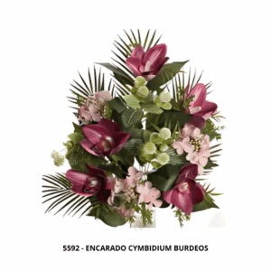 ENCARADO CYMBIDIUM